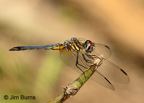 Blue Dasher pruinose female, Escambia Co., FL, March 2017