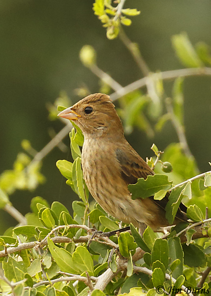 Blue Grosbeak juvenile male #3--0612