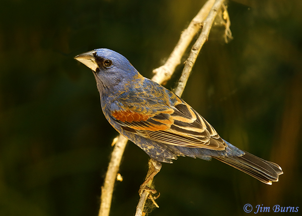 Blue Grosbeak male, dorsal view--1765