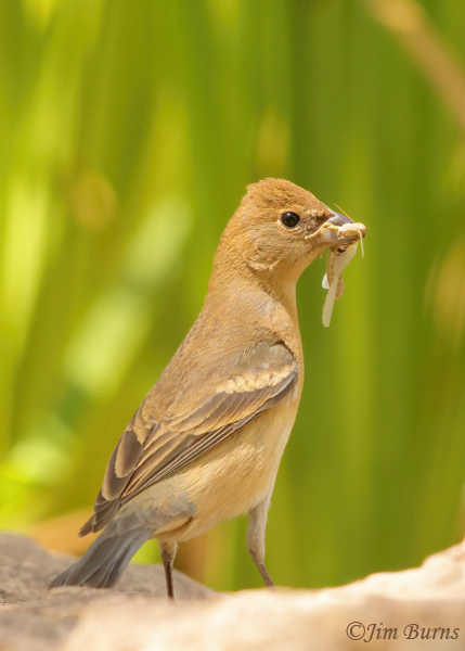 Blue Grosbeak female with grasshopper--1827