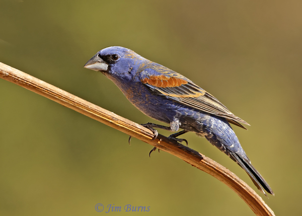 Blue Grosbeak male on stalk--6234