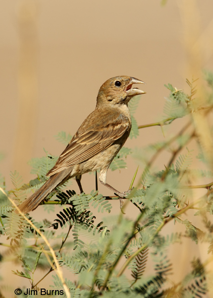 Blue Grosbeak juvenile male #2