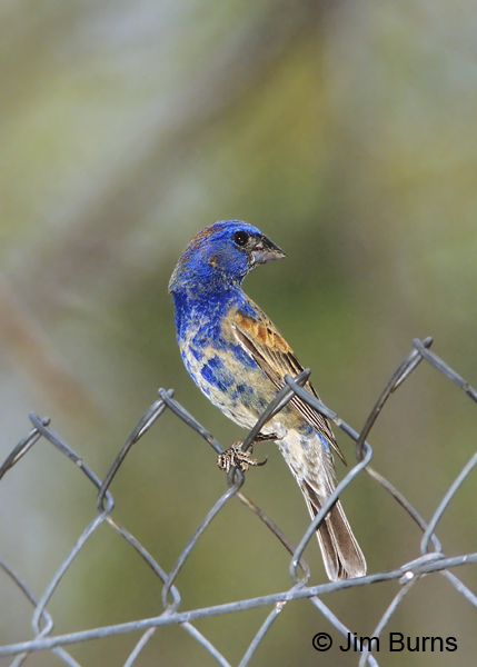 Blue Grosbeak male 1st summer