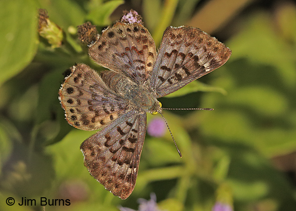 Blue Metalmark female, Texas
