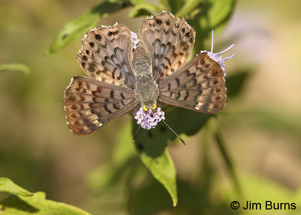 Blue Metalmark female on Crucita, Texas