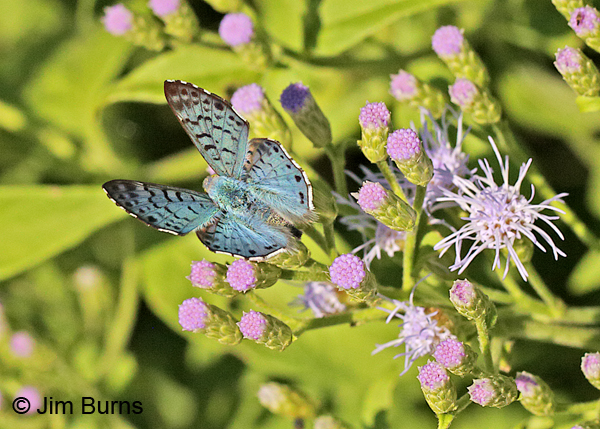 Blue Metalmark male on Crucita, Texas