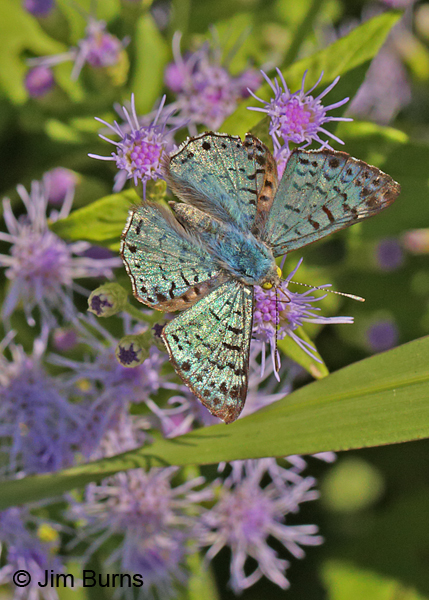 Blue Metalmark male upperwing, Texas