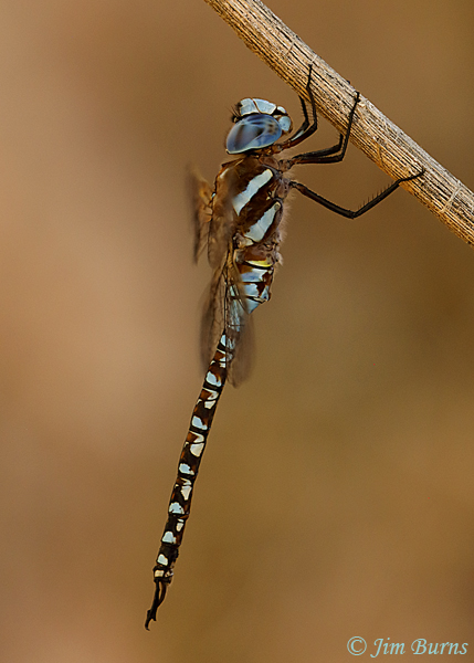Blue-eyed Darner male, Maricopa Co., AZ, September 2018--1139