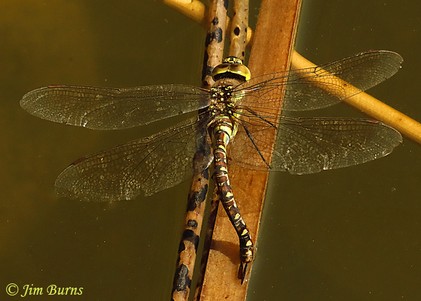 Blue-eyed Darner heteromorph female ovipositing, Pinal Co., AZ, September 2020--6741