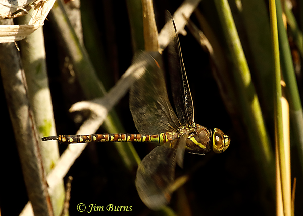 Blue-eyed Darner heteromorph female in flight, Pinal Co., AZ, September 2020--6750