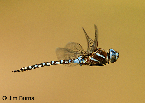 Blue-eyed Darner male in flight, Pima Co., AZ, August 2018--9673