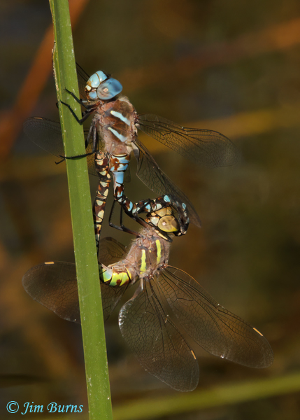 Blue-eyed Darner pair in wheel, Apache Co., AZ, July 2021--9702