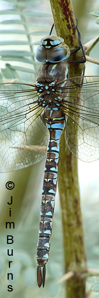 Blue-eyed Darner andromorph female, Maricopa Co., AZ, October 2017