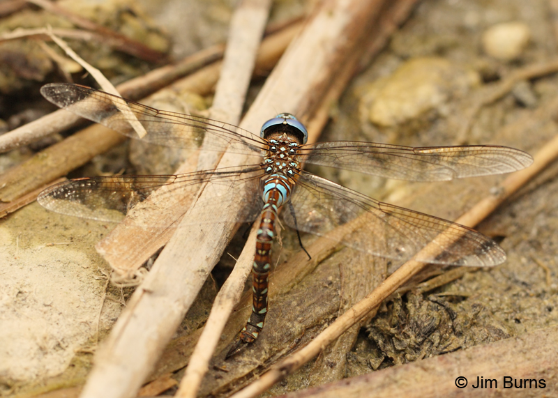 Blue-eyed Darner  andromorph female ovipositing #2, Pinal Co., AZ, September 2011