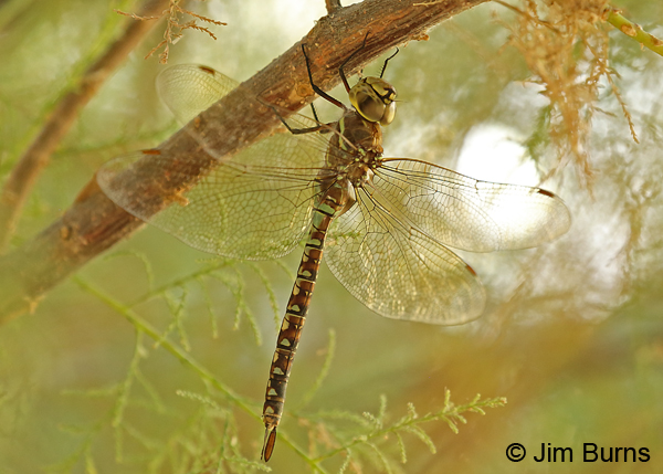 Blue-eyed Darner heteromorph female, Maricopa Co., AZ, October 2016