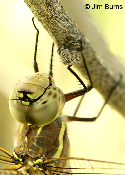 Blue-eyed Darner yellow female head shot, Pinal Co., AZ, July 2016