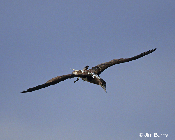 Blue-footed Booby beginning dive