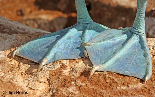 Blue-footed Booby dancing feet