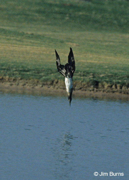Blue-footed Booby diving