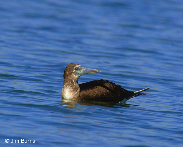 Blue-footed Booby