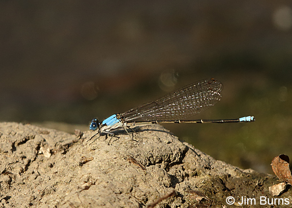 Blue-fronted Dancer male, Kane Co., IL, September 2017