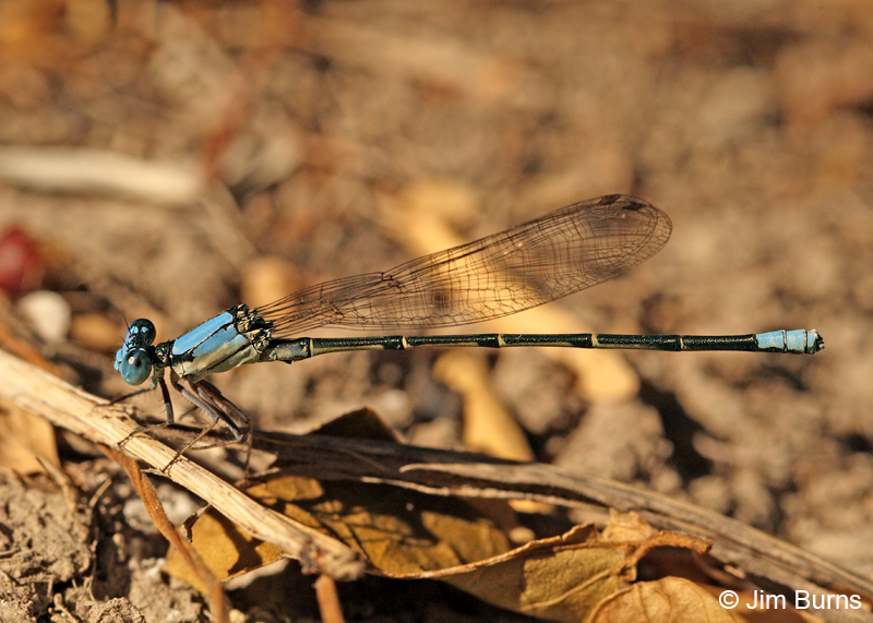 Blue-fronted Dancer male, Hidalgo Co., TX, October 2011