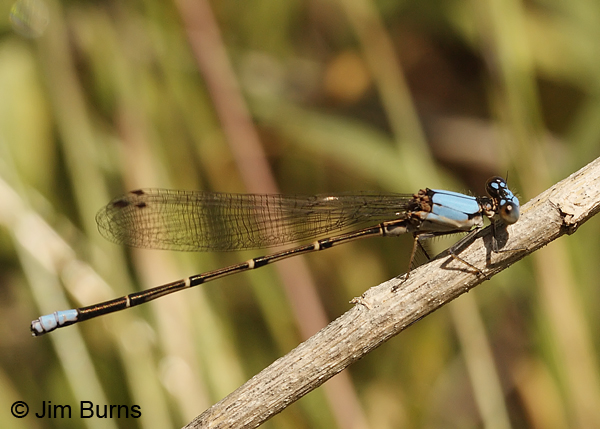 Blue-fronted Dancer male, Travis Co., TX, May 2013