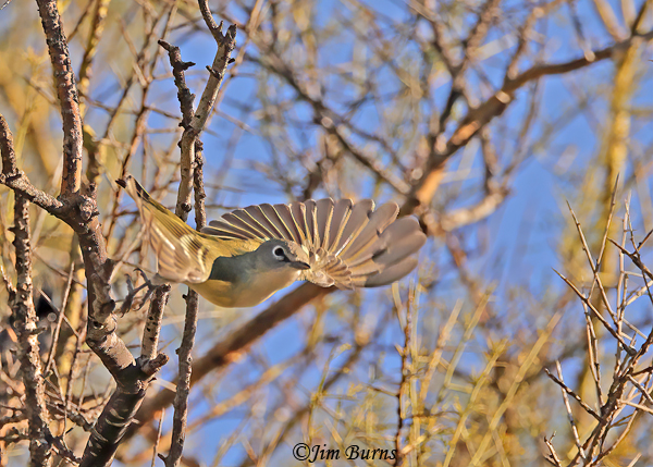 Blue-headed Vireo--0375