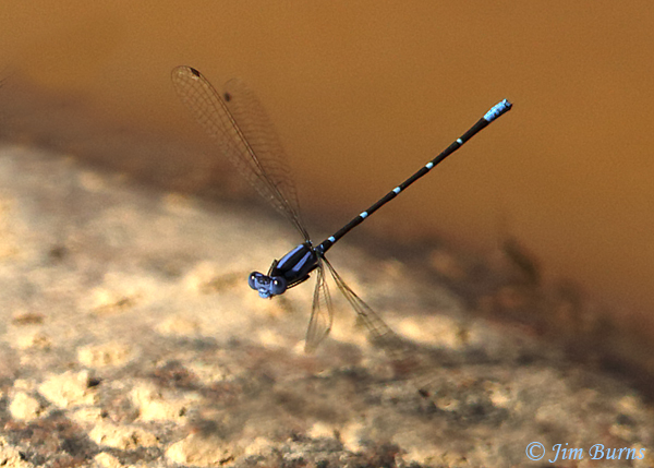 Blue-ringed Dancer male, Maricopa Co., AZ, October 2018--0248