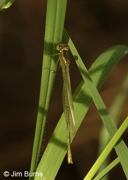 Blue-striped Spreadwing teneral female, Cameron Co., TX, November 2016