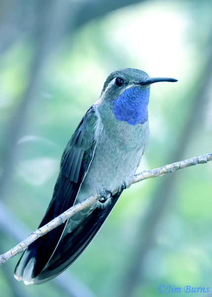 Blue-throated Mountain-Gem male--0006