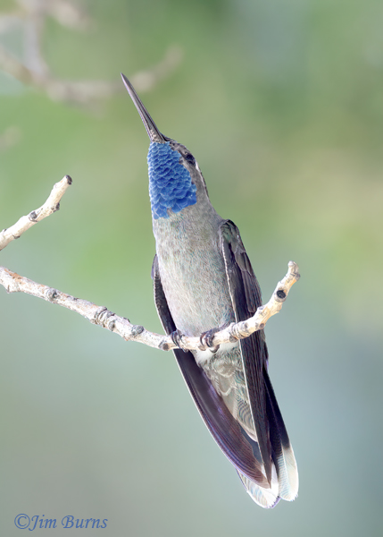 Blue-throated Mountain-Gem male watching another male--0057