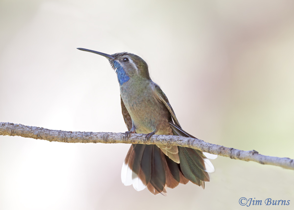 Blue-throated Mountain-Gem male tailspread--9715