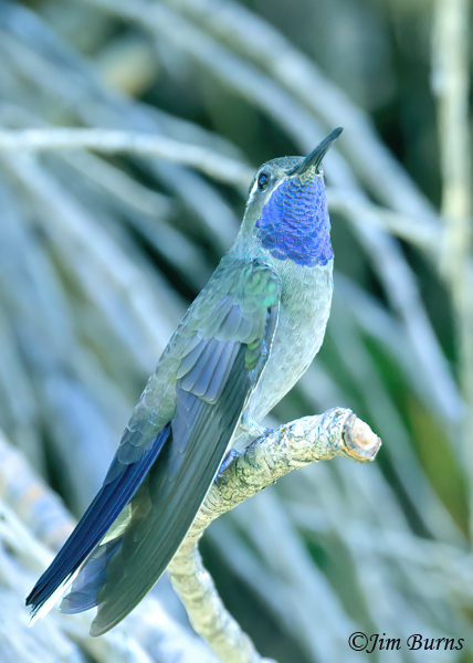 Blue-throated Mountain-Gem throat color--9761