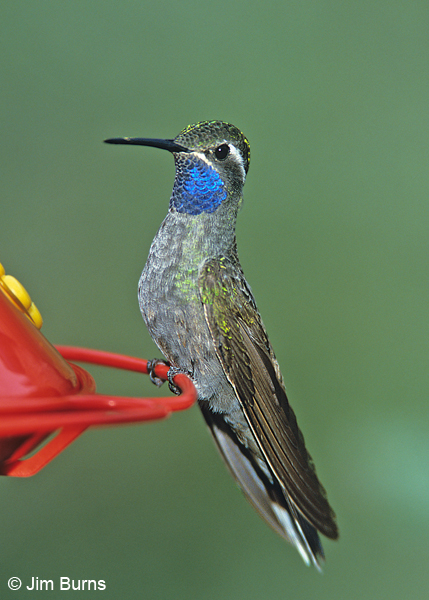Blue-throated Hummingbird male at feeder