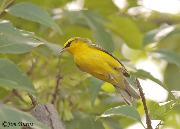 Blue-winged Warbler male--7386