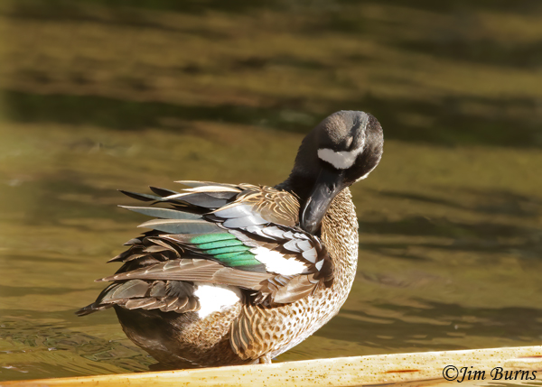 Blue-winged Teal male preening--9753