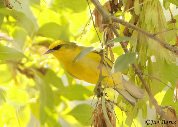 Blue-winged Warbler male in Arizona Ash #2--7272