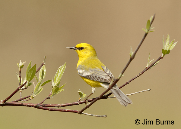 Blue-winged Warbler male