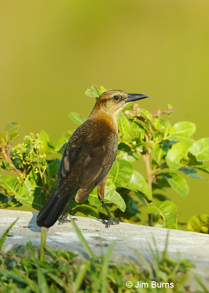 Boat-tailed Grackle female
