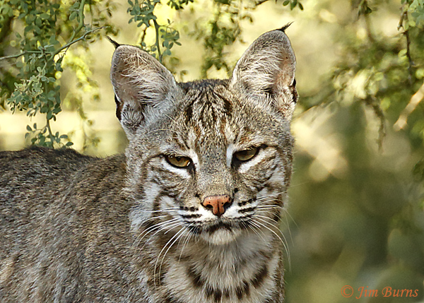 Bobcat--0753