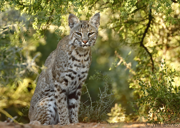 Bobcat--0754