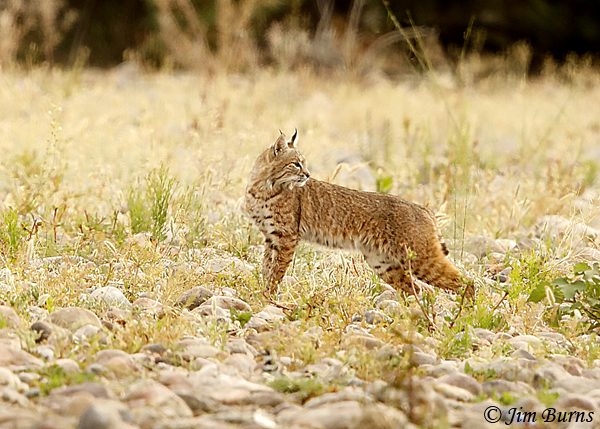 Bobcat in field--2548