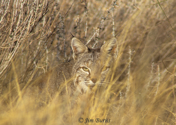 Bobcat skulking in the grass