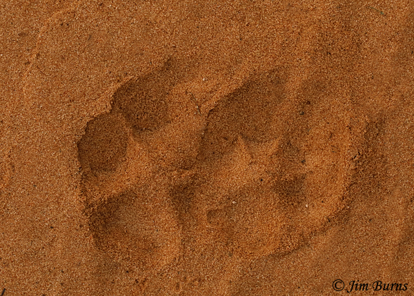 Bobcat track in sand--2588