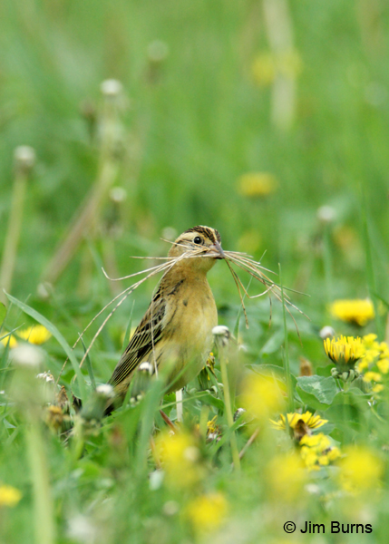 Bobolink female with nesting material #2
