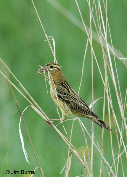 Bobolink female with nesting material