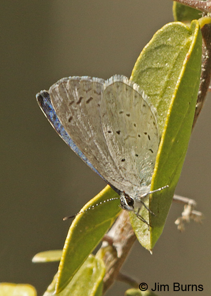 Boisduval's Blue, Arizona