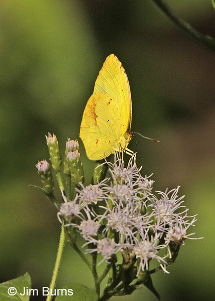 Boisduval's Yellow male on Crucita, Texas