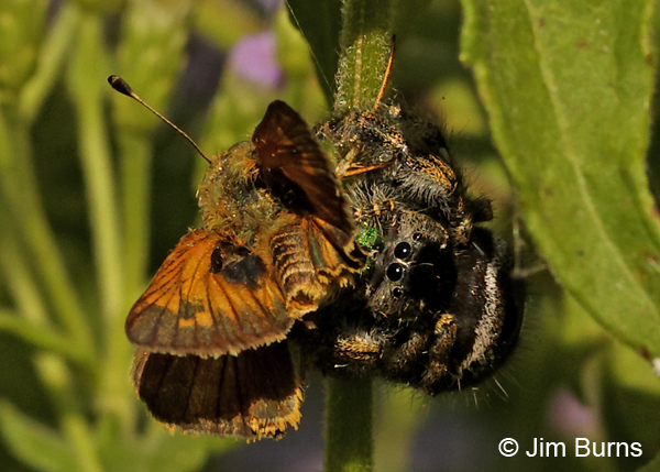 Bold Jumping Spider with male Sachem #3, Texas